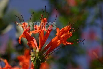 EA346780, Eastpress, Kos, Greece